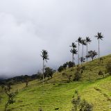 Die Wachspalmen (Palmas de Cera), Kolumbiens Nationalbaum, können bis zu 60m hoch werden und zählen zu den höchsten Palmenarten der Welt. 
