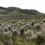 ... entdecken wir erneut die faszinierenden Frailejones (Mönchsgewächse), welche auf Höhen ab 3500m anzutreffen sind. 
