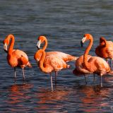 Wir verlassen die Maya-Stätten und fahren nordwärts an den Golf von Mexiko. Diese Region ist Heimat für Tausende von Flamingos.
