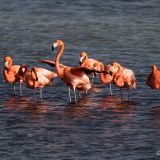 Im seichten Wasser brüten hier die Flamingo Rosas.
