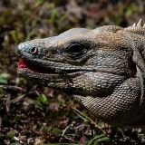 Leguan am "sünnela".
