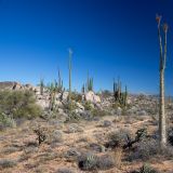 Schon bald treffen wir auf der "Baja California" auf dessen typische Vegetation.
