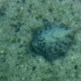 Dieser Flunderfisch (oder ist es gar ein Rochen?) lässt sich problemlos von der Wasseroberfläche fotografieren. 
