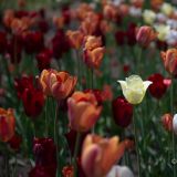 Über 1 Million Tulpen blühen in unterschiedlichsten Farben und Formen in den riesigen Gartenanlagen von Ottawa.
