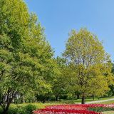 Der Ursprung geht auf die Zeit des 2. Weltkrieges zurück, wo kanadische Truppen die Niederlande unterstützten. Als Dank und zum Zeichen der internationalen Freundschaft der beiden Länder, schenkte die königliche Familie von den Niederlanden dem kanadischen Volk etliche tausend Tulpen.
