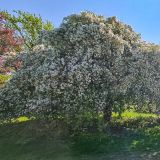 Wir schlendern durch die vielen farbenfrohen Gartenanlagen Ottawas …
