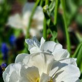 Eigentlich hätte jede Tulpe ein eigenes Foto verdient. :-)
