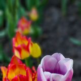 So schön und bunt sind die Tulpen angeordnet.
