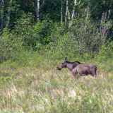 Unser "Moose-Fluch" (Elch) hat sich gelegt und endlich bekommen wir mal ein Tier vors Gesicht und halbwegs sogar noch vor die Kamera. 
