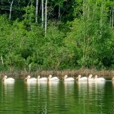 Oder auch die Pelikan-Brigade auf dem "Kerrs Lake" konnte nur auf dem Wasserweg beobachtet werden. 
