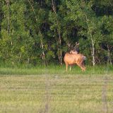 Währendem wir die Präriehunde fotografieren, spaziert doch im Hintergrund ganz frech ein Wapiti-Hirsch an uns vorbei. 
