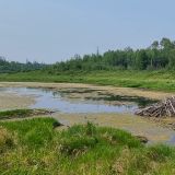 Im "Elk Island National Park" gehen wir mal wieder auf Wanderschaft. Bekannt ist der Park unter anderem für seine riesigen Biberbauten.
