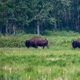 Der "Elk Island National Park" ist aber auch Heimat der Bisons. Er bietet den Wald- und Präriebisons einen sicheren Lebensraum. 
