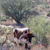 Auch ein Longhorn-Rind besucht uns am Morgen auf seinem täglichen Spaziergang. 
