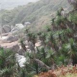 Praia da Joaquina
