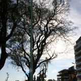 Der Frühling hält auch in Puerto Madero Einzug
