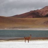 Hier oben fühlen sich die Lamas wohl
