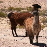 Wir sind im Altiplano, wir begegnen den ersten Lamas
