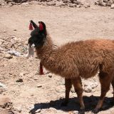 Vielleicht ist das doch nicht das richtige Futter für ein Baby-Lama
