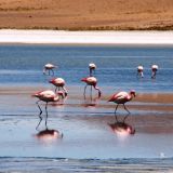 In knalligen Farben sieht man die seltenen Andenflamingos
