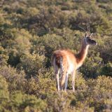 Endlich, unser erstes Guanaco
