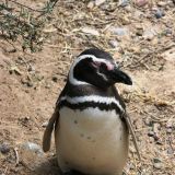 Ausflug nach Punta Tombo, der grössten Pinguinkolonie Südamerikas
