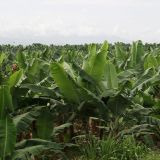 Entlang der Bananen-Strasse, unzählige Kilometer nichts anderes als Bananen-Stauden
