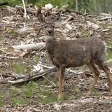 Ein Deer ziemlich gut getarnt
