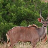 Kudus sind perfekt zum Fotografieren, denn wenn sie sich erschrecken...
