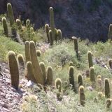 ...durch argentinische Wildwestlandschaft.
