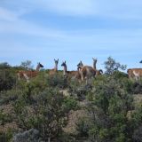 Wir treffen immer wieder auf Guanakos. Diese Tiere überleben selbst in der lebensfeindlichsten Gegend Patagoniens.
