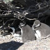 In Punta Tombo sind wir die letzten und einzigen Gäste und kommen nicht mehr aus dem Staunen heraus.

