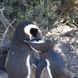 Die Magellan-Pinguine sind sehr neugierig und lassen sich aber  bei der Abendtoilette nicht stören.
