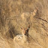Schakale, gut getarnt in Kgalagadis Steppenlandschaft

