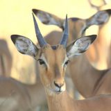 Steinbock
