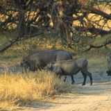 Warzenschwein-Familie
