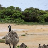 Emu mit ihren Kleinen
