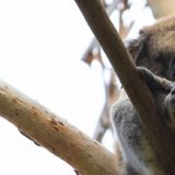 Südlich von Melbourne, auf Phillip Island haben wir endlich mal wieder die Möglichkeit Koalas zu sehen.
